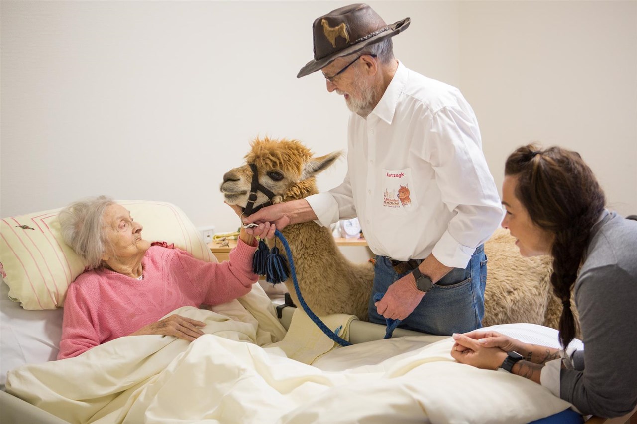 Seniorin liegt im Bett und streichelt ein Alpaka.